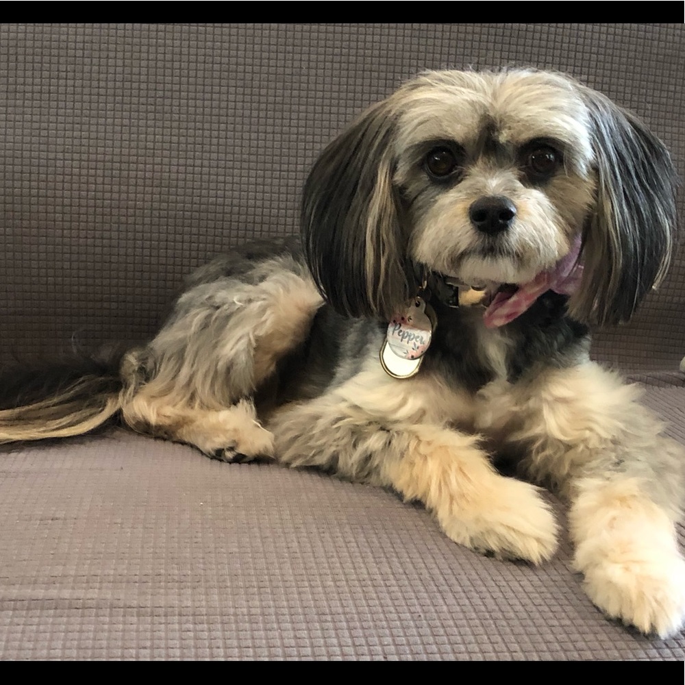 Meet your Posher, Sandy